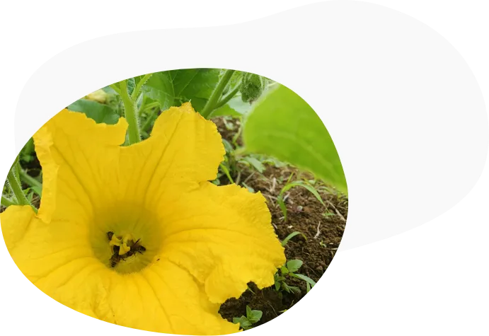 カボチャの花の写真